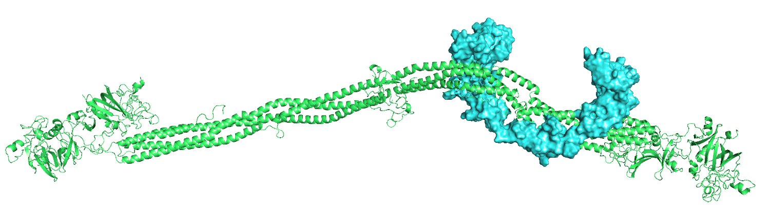 LRP1 binding to fibrinogen